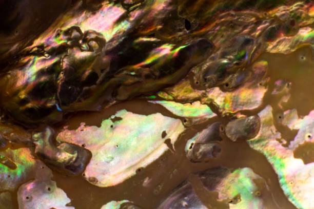 istock Natural shell haliotis of pearl iridescent texture 1135169929