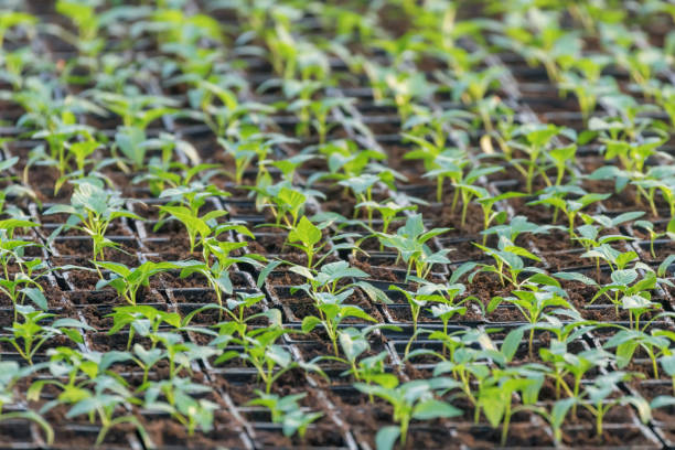 istock Pepper Seedlings, young foliage of pepper, Spring seedlings. Sprouts pepper. 1135170021