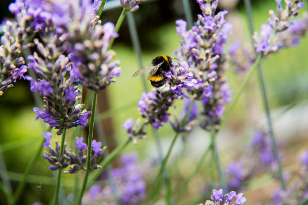 A bumblebee between many lavender blossoms A bumblebee that collects nectar and pollen from a lavender flower. soft nest stock pictures, royalty-free photos & images