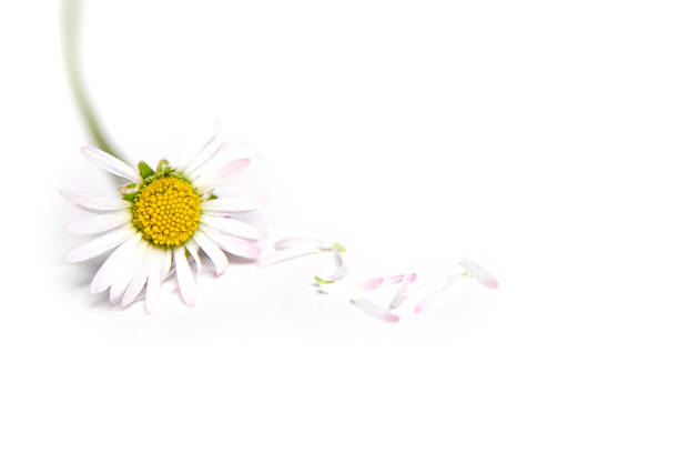 he she it  loves me daisy