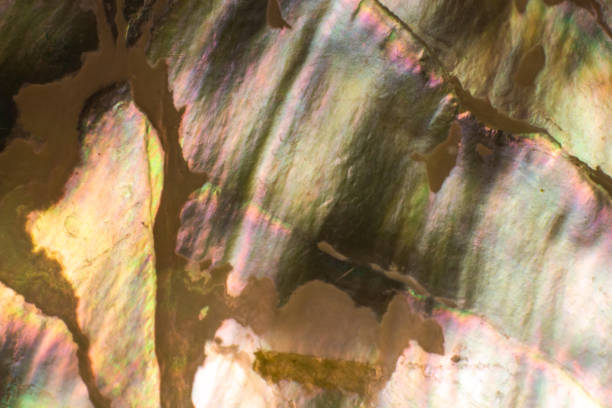 istock Natural shell haliotis of pearl iridescent texture 1135171461