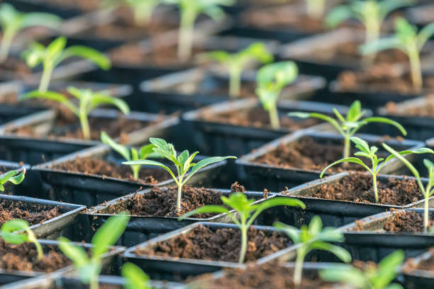 istock Sprouted Tomato. Potted Tomato Seedlings Green Leaves. 1135171484