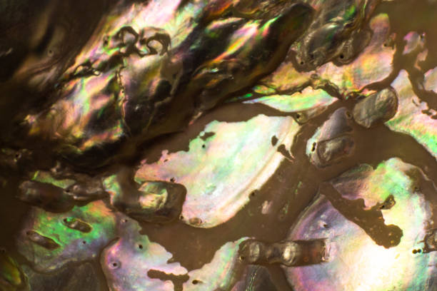 istock Natural shell haliotis of pearl iridescent texture 1135171773