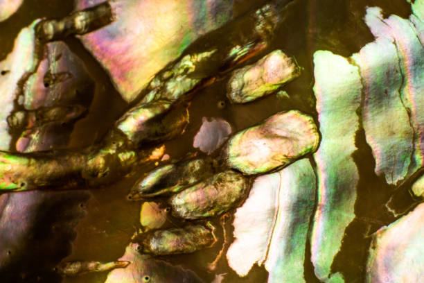 istock Natural shell haliotis of pearl iridescent texture 1135171775