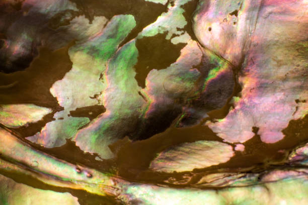istock Natural shell haliotis of pearl iridescent texture 1135171919