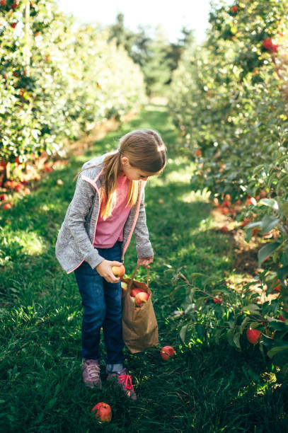 cueillette de pommes - apple orchard child apple fruit photos et images de collection