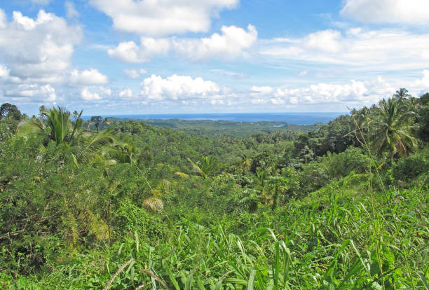 istock view over St Lucia from Quilesse forest Reserve 1135173571