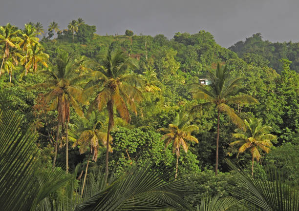 istock view over well vegetated hillside on a stormy day 1135174766