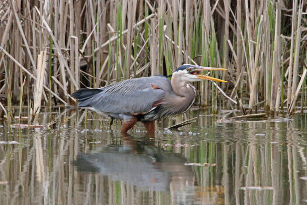 istock Blue Heron Eating Fish in Marsh 1 1135174929