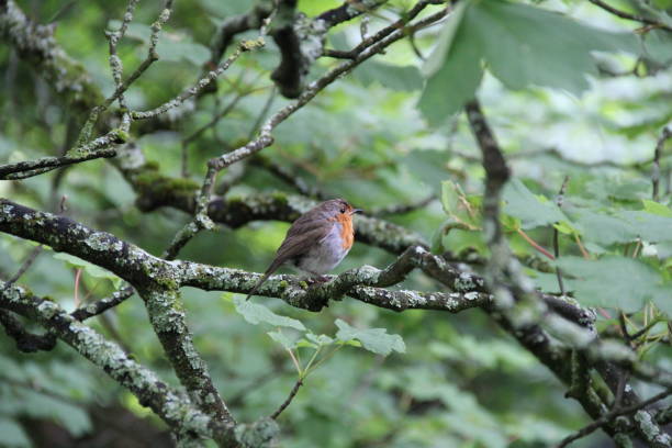 istock UK Robin in the Woods 1135174980