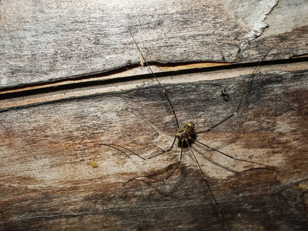 istock Opiliones, harvestmen, daddy longlegs 1135175571