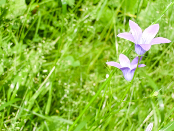 istock Flowers plants, beautiful flowering plants. 1135175598