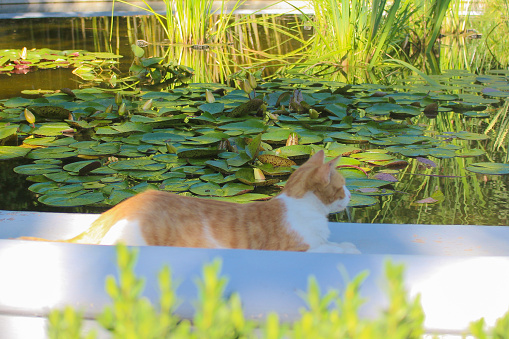 Red cat lying on the shore of the pond with water lilies in the Botanical garden of Yalta