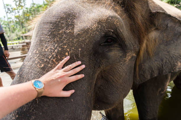 istock Male asian elephant, Bali, Indonesia 1135176922