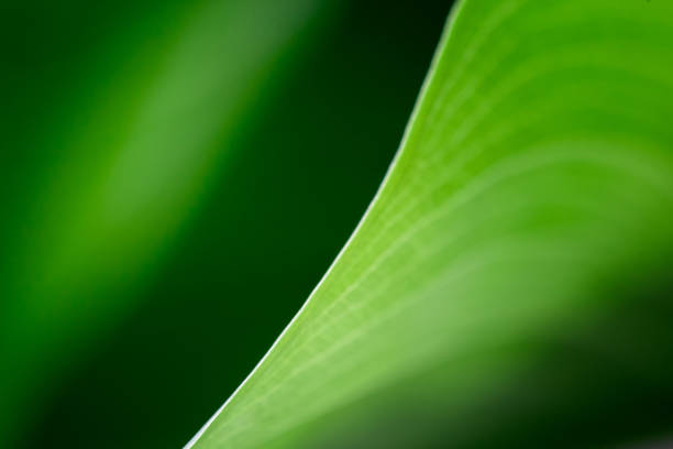 istock blurred green leaf houseplant macro. elegance diagonal line between light and shadow. abstract modern minimalist pattern . empty space for design. 1135180719