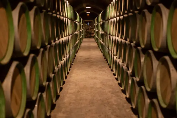 Barrels in a row in a winery in Elciego, Alava