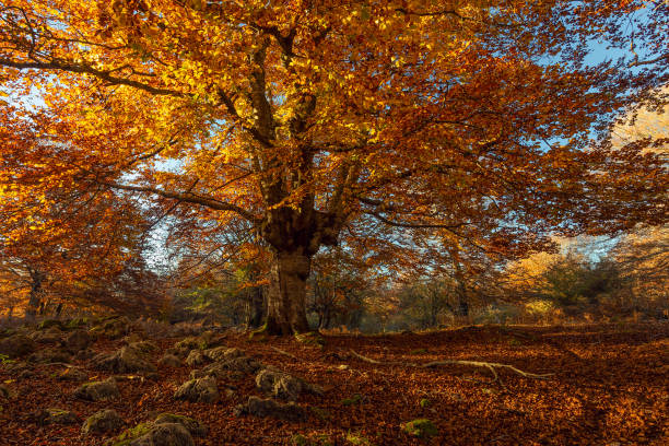 istock Great beech with autumn colors in Entzia forest, Alava 1135181397