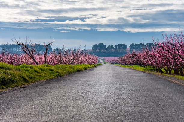 Road with fields of peach trees in bloom on both sides. Sunny morning. Aitona. Agriculture. stock photo