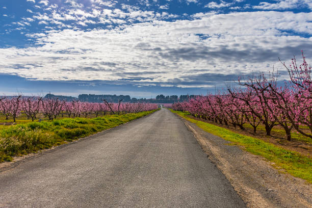 Road with fields of peach trees in bloom on both sides. Sunny morning. Aitona. Agriculture. stock photo