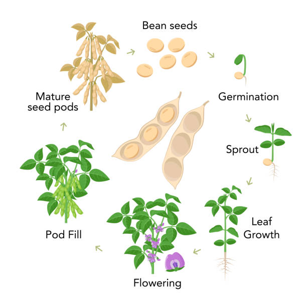 Soybean plant growth stages infographic elements in flat design. Planting process from seeds, sprout to ripe vegetable, soya bean life cycle isolated on white background, vector stock illustration. Soybean plant growth stages infographic elements in flat design. Planting process from seeds, sprout to ripe vegetable, soya bean life cycle isolated on white background, vector stock illustration flowering plant stock illustrations