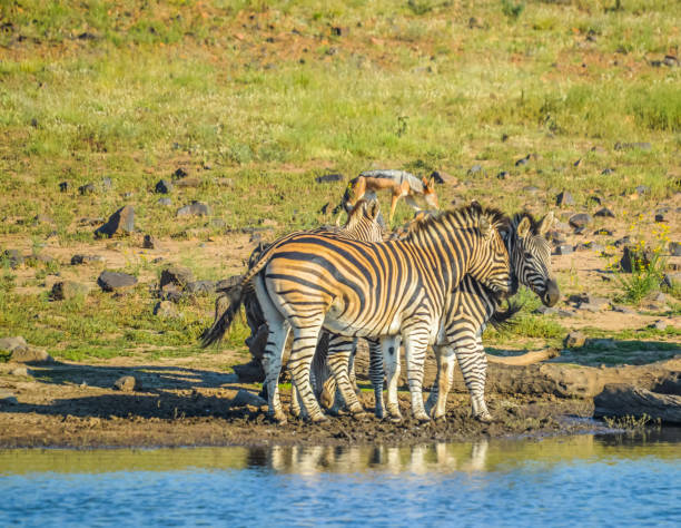 группа жаждущих зебра питьевой из плотины во время сафари в африканском бушвелде - pilanesberg national park фотографии стоковые фото и изображения