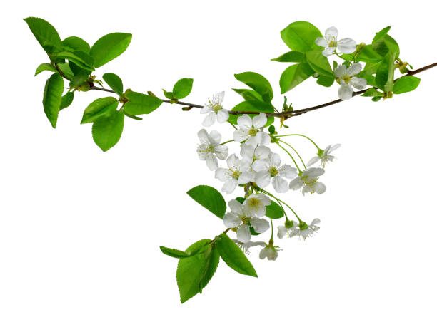 istock The branches of flowering cherry with foliage. cherry blossoms sakura tree bloom in spring isolated on white background.  copy space.  close - up. 1135185479