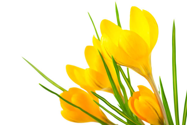 Beautiful yellow crocus on a white background - fresh spring flowers. (selective focus)