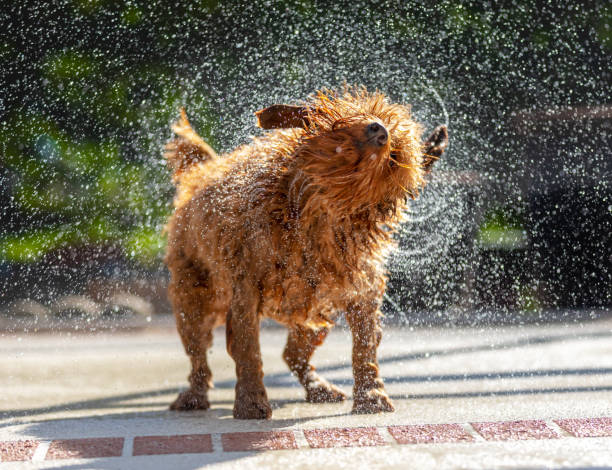 Goldendoodle puppy shaking off water