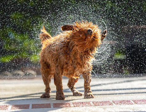Wet miniature goldendoodle dog shaking off water on patio near pool.