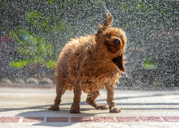 istock Goldendoodle puppy shaking off water 1135186343