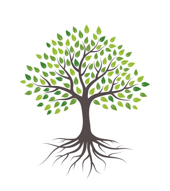 ilustrações de stock, clip art, desenhos animados e ícones de tree with green leaves and roots. isolated on white background. - árvore ilustrações
