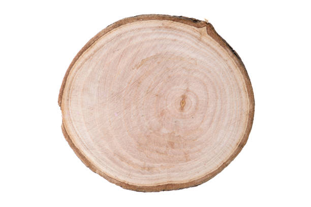 istock Cross Section Of Wood 1135187986
