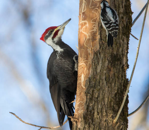 istock hairy woodpecker vs pileated woodpecker 1135188070