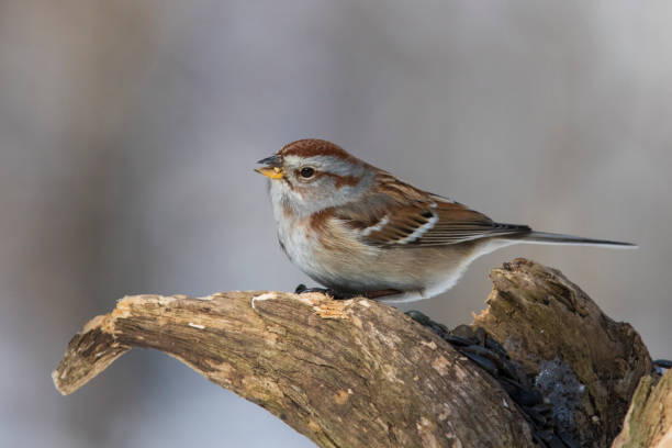 istock American tree sparrow in winter 1135188623