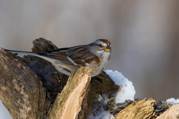 istock American tree sparrow in winter 1135188640
