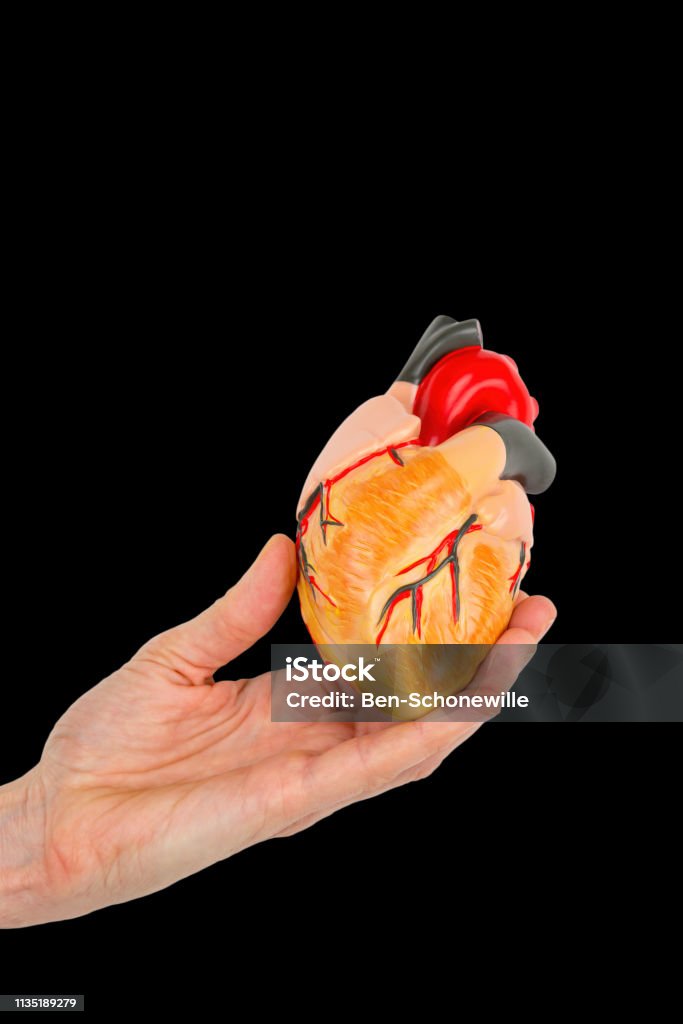Hand holds human heart model on black background Female hand holds human heart model isolated on black background. This artificial organ model is used for education in high school to learn students about biology. They learn about the human body and how our heart is built. Our heart functions as a pump for the blood circulation. Anatomy Stock Photo