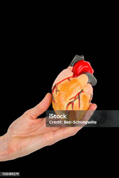 Hand Holds Human Heart Model On Black Background Stock Photo - Download Image Now - Anatomy, Aorta, Arteriosclerosis
