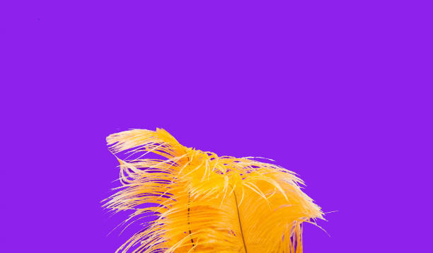 istock Yellow ostrich feathers on purple background. Festive backdrop for package and projects. 1135189580