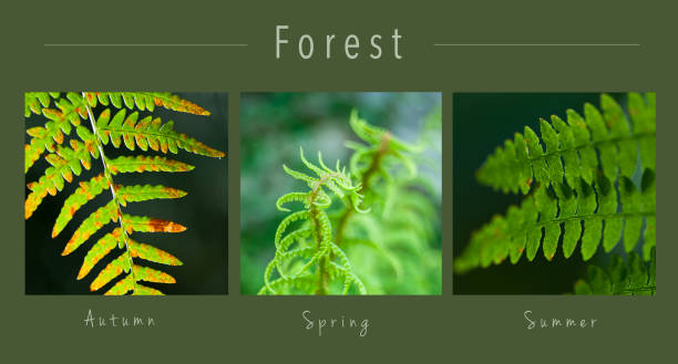 istock Fern leaves in forest  - collage with text : Autumn, Spring and Summer 1135189759