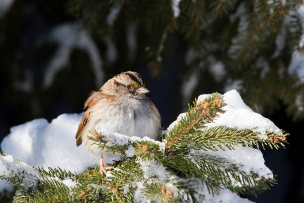 istock The white-throated sparrow 1135189782
