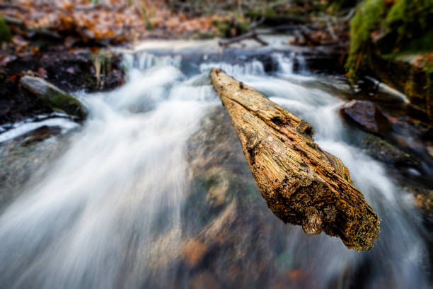 istock Magical fairytale log in flowing water 1135190523
