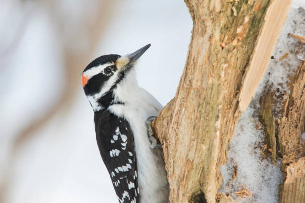 istock hairy woodpecker in winter 1135191545