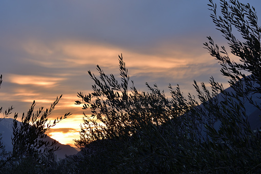 View of Valtellina sky from an olive grove