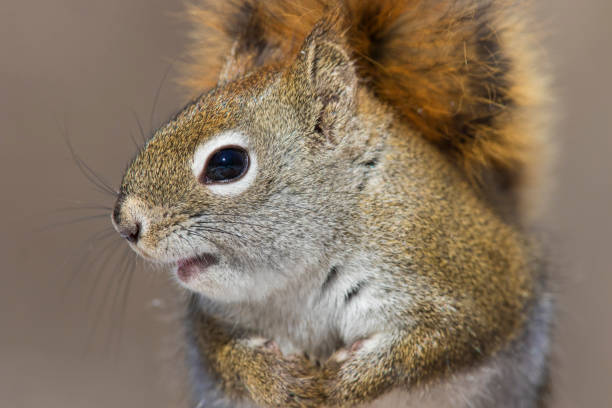 istock american red squirrel portrait 1135191840