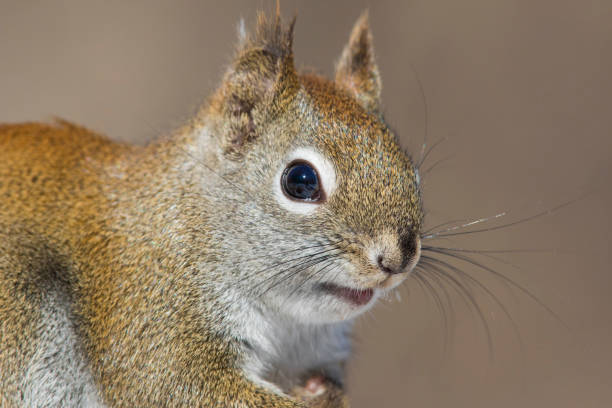 istock american red squirrel portrait 1135191933