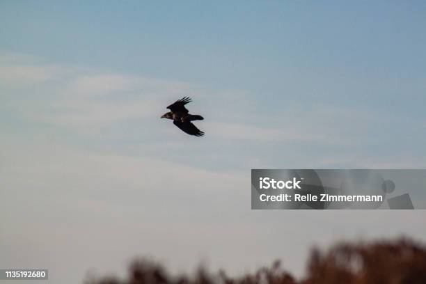 A Crow Flies Over Moel Famau Stock Photo - Download Image Now - Animal, Animal Migration, Animal Themes