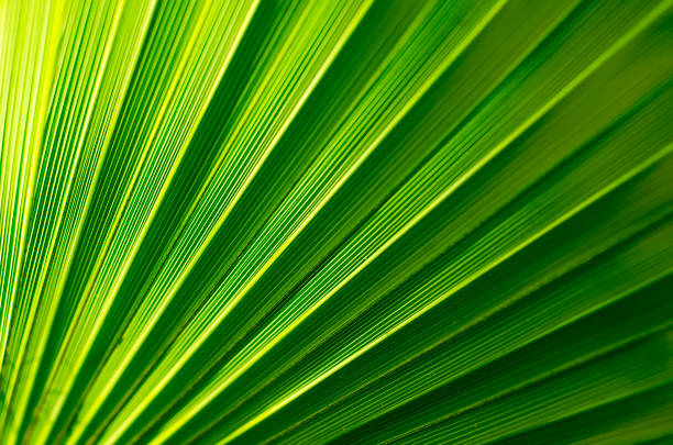 istock Fan Palm Leaf Close-up with back lit 1135192699