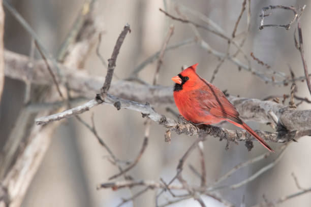 istock Male northern cardinal 1135192749
