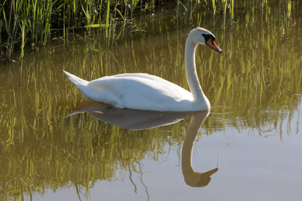 istock Rflections of a white swan in the water 1135192965