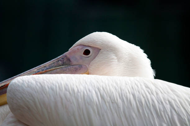 istock Head of a white pelican 1135193041